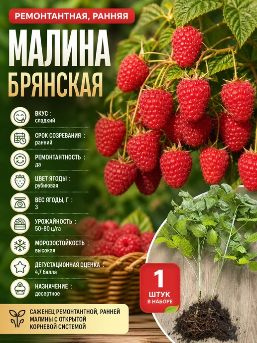 Саженец ремонтантной, ранней малины Брянская 1 шт